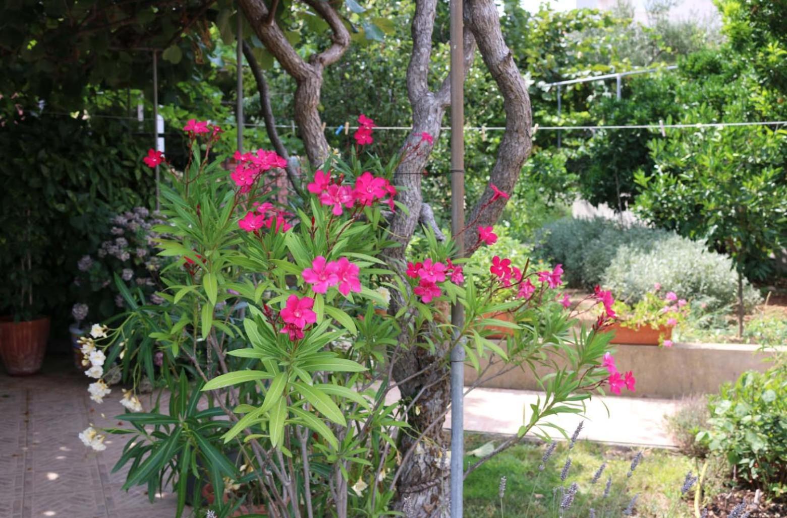 Villa Katarina Losinj Island Mali Lošinj Esterno foto