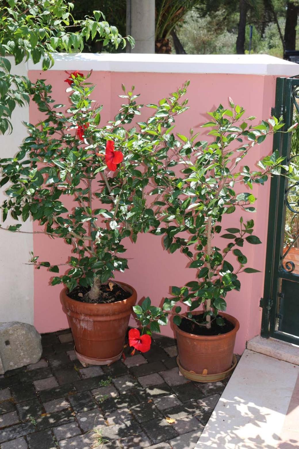 Villa Katarina Losinj Island Mali Lošinj Esterno foto