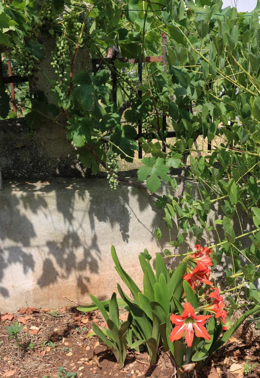 Villa Katarina Losinj Island Mali Lošinj Esterno foto